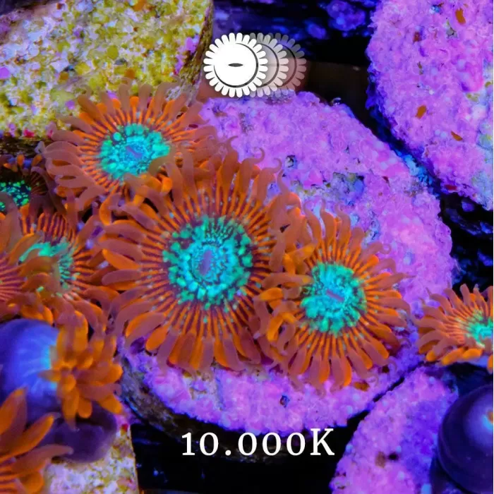 ENJEKTÖR TUTUCUSU GOLF VII/A3/LEON/PASSAT/TIGUAN/CADDY 1.6 TDI/2.0 TDI 13>